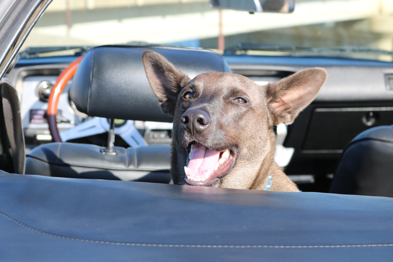 Illustration for article titled Harris Ranch C&C, Toby, and Sunchaser photodump